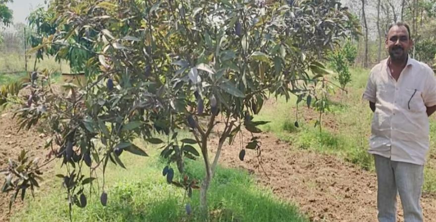 पलामू में पहली बार मियाजाकी आम की खेती
