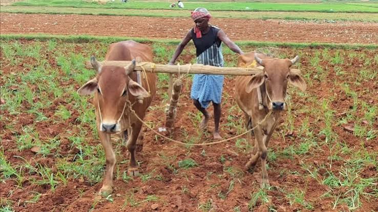 Jharkhand Monsoon News: